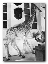 mas de la girafe Eyragues Girafe offerte à Charles X, passée par Eyragues