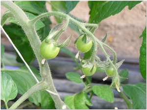 Culture des tomates  Eyragues